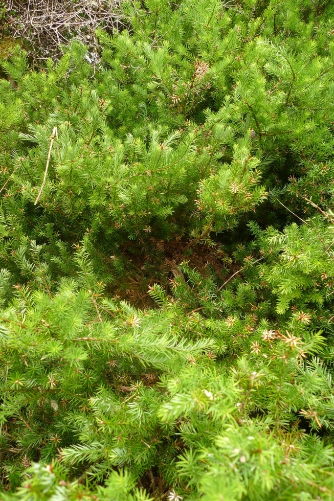 thuja sonne Thuja occidentalis 'Smaragd' Konifere (Lebensbaum) | 160-180 cm mit  Wurzelballen