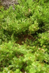 Podocarpus acutifolius