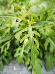 Diplotaxis tenuifolia