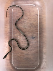 Pseudalsophis elegans