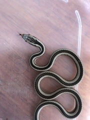 Pseudalsophis elegans