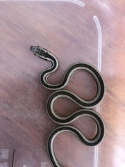 Pseudalsophis elegans