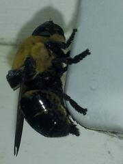 Cuterebra abdominalis