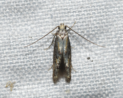 Blastodacna atra