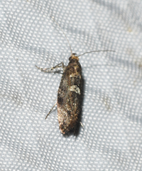 Acrolepiopsis assectella