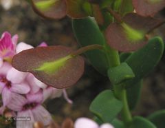 Aethionema saxatile ovalifolium