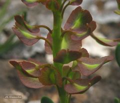 Aethionema saxatile ovalifolium