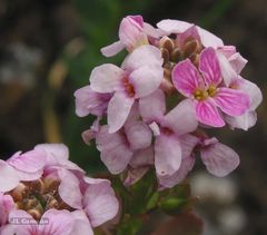 Aethionema saxatile ovalifolium