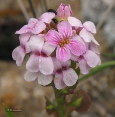 Aethionema saxatile ovalifolium
