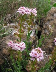 Aethionema saxatile ovalifolium