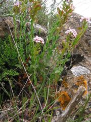 Aethionema saxatile ovalifolium