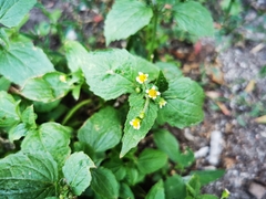Galinsoga quadriradiata