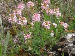 Aethionema saxatile ovalifolium