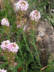 Aethionema saxatile ovalifolium
