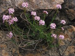 Aethionema saxatile ovalifolium
