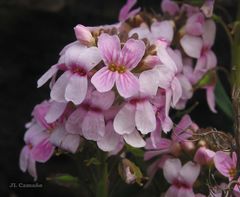 Aethionema saxatile ovalifolium