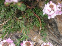 Aethionema saxatile ovalifolium