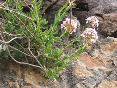 Aethionema saxatile ovalifolium