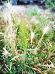 Hordeum murinum