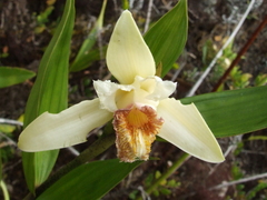 Sobralia fimbriata