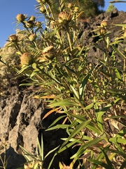 Carlina falcata image