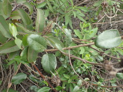 Lonicera subspicata