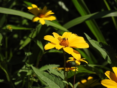 Zadontomerus