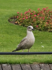 Larus