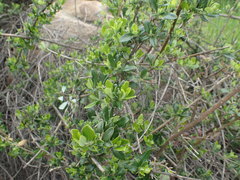 Lonicera subspicata