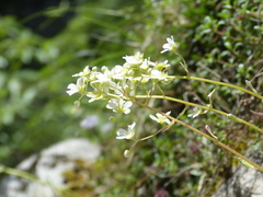 Saxifraga paniculata
