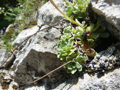 Saxifraga paniculata