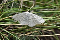 Scopula incanata