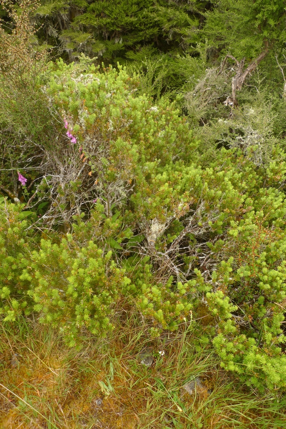 a sansevieria Sansevieria (Snake Plant) – Tipton & Hurst main image 0