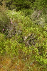 Podocarpus acutifolius