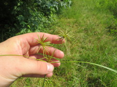 Cyperus refractus