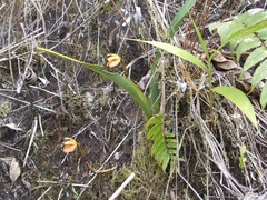 Maxillaria porrecta