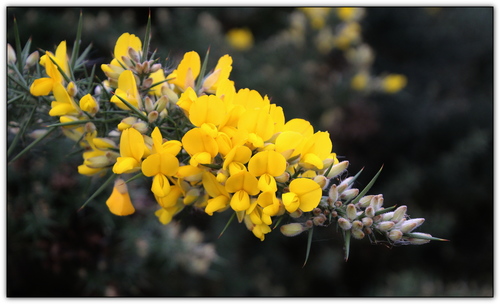 Ulex europaeus