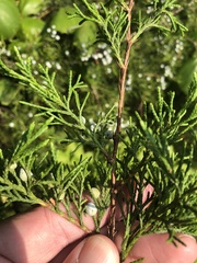 Juniperus virginiana