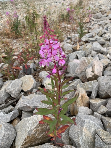 fireweed