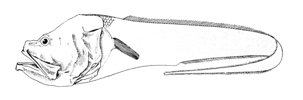 Hephthocara