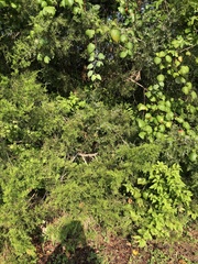 Juniperus virginiana