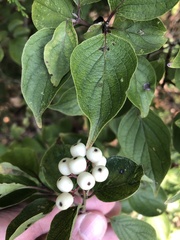 Cornus drummondii