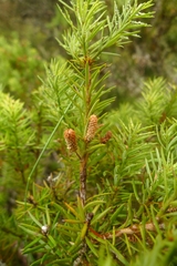 Podocarpus acutifolius