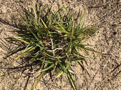 Carex bigelowii arctisibirica