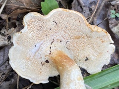 Hydnum subtilior