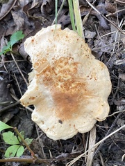 Hydnum subtilior
