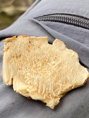 Hydnum subtilior