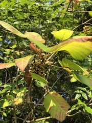 Toxicodendron radicans