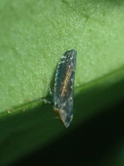 Scaphytopius loricatus