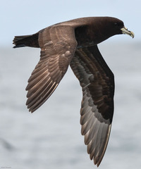 Procellaria aequinoctialis